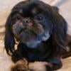 AKC Shih Tzu Imperial Adult Male