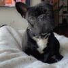 intact trained Male french bulldog