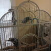 African grey pair