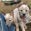 Heeler puppies for sale