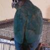 PROVEN pair Turquoise green cheek conures