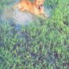 One year old golden retriever