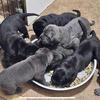 Cane Corso purebred Italian mastiff