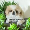 AKC Pekingese Puppies for Sale