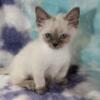 Standard munchkin male/ragdoll siamese mix 