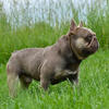 FRENCH BULLDOG STUD SERVICE
