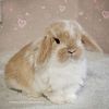 Baby Holland Lop Bunnies on the way for May 2024 Take Home