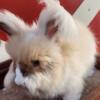 5 month old male fawn vm english angora