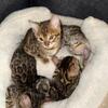 Bengals