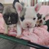 French bulldog puppies