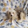 Male Chinese crested powder puff ( Multy)