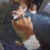 Boy Pekingese Puppy ( Not Registered) $350