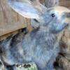 Flemish and Continental Giant rabbit babies