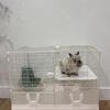 Lionhead dwarf rabbit for sale