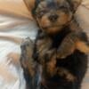 Yorkie puppies for sale