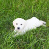 Golden Puppy - Birch