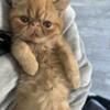 Exotic Shorthair Male Kitten - Red Tabby