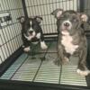 3 month old bully pups  $800