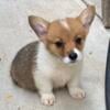 AKC Welch Penbroke corgi puppy