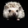 Hedgehog Babies Coming Soon!  Now accepting deposits!