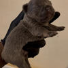 100% REAL FRENCH BULL DOGS NO BULL 💩  Ready 7/3 July 4th pups CASH ONLY
