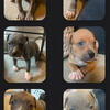 Pitbull Pups needing a forever home