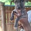 Pitbull & Bull Mastiff Pups