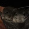 Two adult male chinchillas for a good home