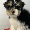 MORKIE pups!