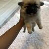 Pomeranian pup