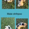 Cute Shihpoo male puppy