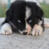 Standard Australian Shepherd for sale