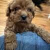 Tiny Male Red Maltipoo 