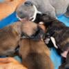 AKC  French Bulldog Puppies