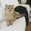 British shorthair girl looking for home sweet home