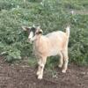 We have pigmy goats for sale