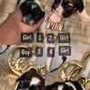 Shih tzu puppy in time for Valentine''s