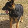 Princess- gorgeous 8 mth old German Shepherd from working German lines