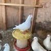 Original Text bloodline white Kings & Yellow/Red Carneau Pigeon,