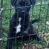Patterdale Terrier Puppies 