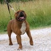 American Bully Male