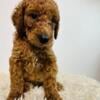 Standard Red Poodle Puppies For Sale