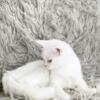 Scottish fold kitten