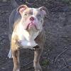 American bully