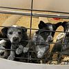 Blue heeler puppies for sale