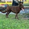 AKC German Shepherd Female