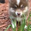 Clay - Darling Pomsky Puppies