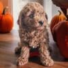 Miniature Goldendoodle Males