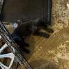 Chocolate lab Pyrenees mix puppies