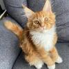 Maine Coon Kitten for sale